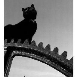 black & white cat pets & animals