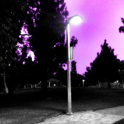 color splash photography black & white purple park