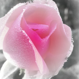 drops of dew black & white color splash flower photography