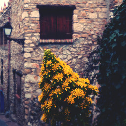 yellow flower mediterranean village
