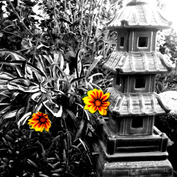 photography black & white garden flower backyard